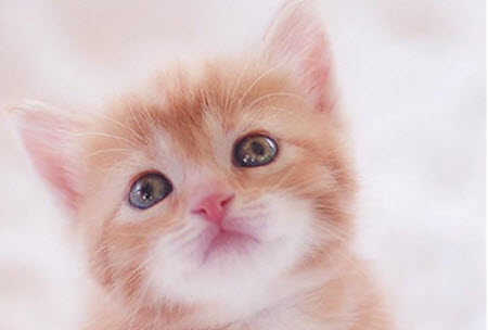 猫.jpg